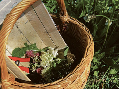 Wildkräuter sammeln & Frühlingsküche