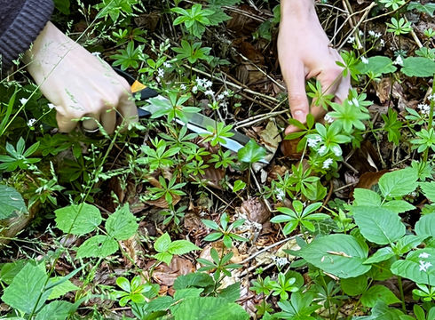 Gemeinsam gärtnern: der Kulinarik-Garten startet!