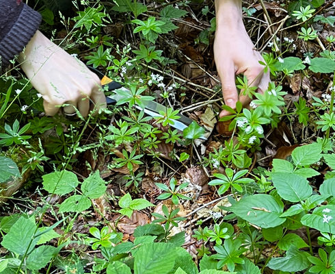 Gemeinsam gärtnern: der Kulinarik-Garten